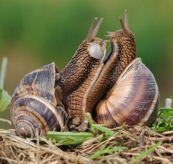 A L'ESCARGOT DE ZOREES